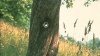 Tree that billy shot3.jpg